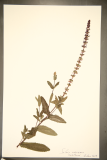 Salvia nemorosa 'Caradonna' RCPGdnHerbarium (93).JPG